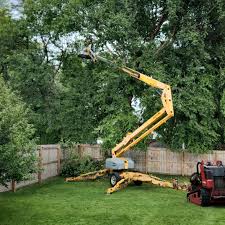 Clyde, TX Tree Services Company