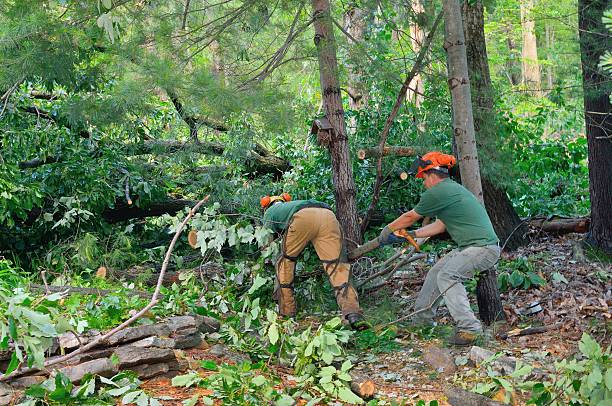 Tree Services